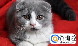 折耳猫为什么不能养