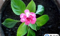 水梅花的养殖方法