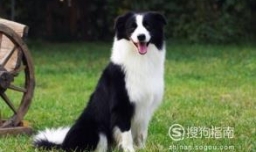 世界上5大最聪明的狗狗