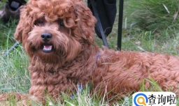 贵宾犬眼屎多怎么办呢？