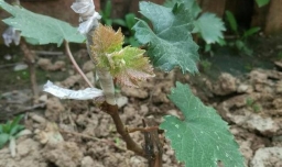 嫁接葡萄自己动手！