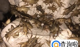 浣熊吃什么食物