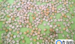 如何自己在家种植豆苗？