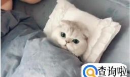 猫咪床上尿尿的原因和应对方法