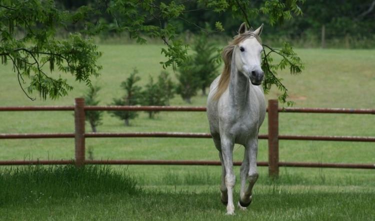 精神奕奕的动物是什么动物