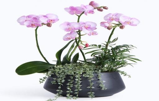 蝴蝶兰开花后有哪些注意事项