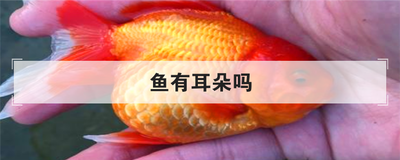 鱼有耳朵吗