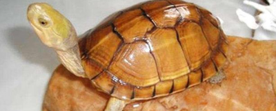 石金钱龟的功效与作用