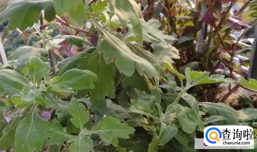 大丽花球根冬季如何保存