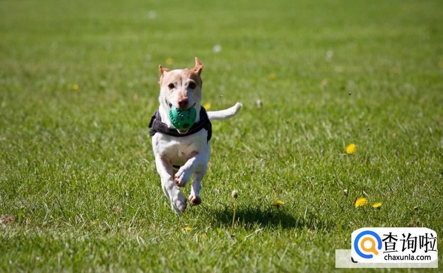 抑郁症养狗有效吗