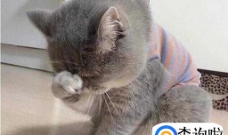 猫咪做错事后要如何教育？