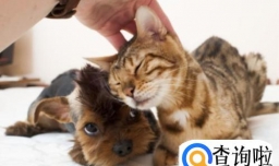 如何判断猫咪喜欢你？