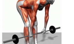 直杠俯身杠铃划船