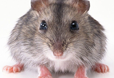 鸡毛蒜皮是指什么动物