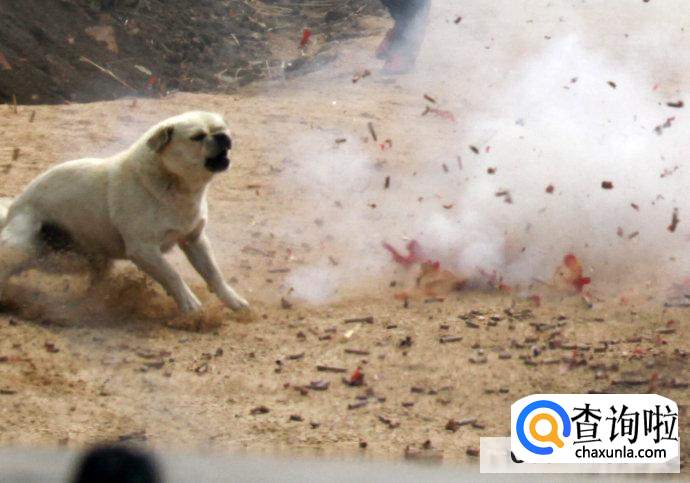 狗狗被鞭炮吓到了怎么办