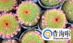 如何让仙人球开花？