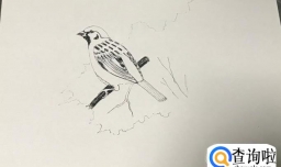 如何绘制一只麻雀？