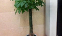 发财树叶片发黄怎么办?