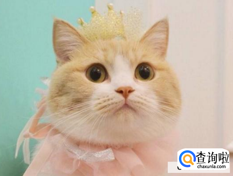 五个月的小猫被配了怎么办