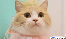 五个月的小猫被配了怎么办