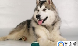 阿拉斯加发情几天能配，阿拉斯加发情怎么安抚