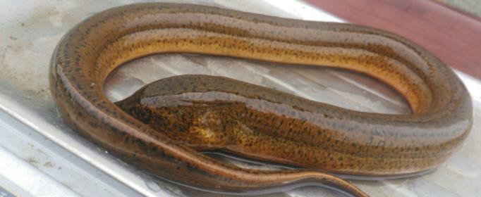 为什么雌黄鳝会变成雄黄鳝