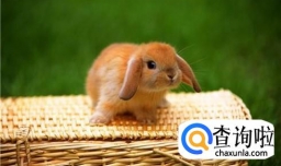 如何解读兔子的声音？