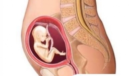 胎儿发育过程图（第四个月)