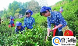 如何自制红茶？