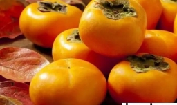 家里适不适合种柿子树