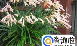 韭菜兰在家如何养殖