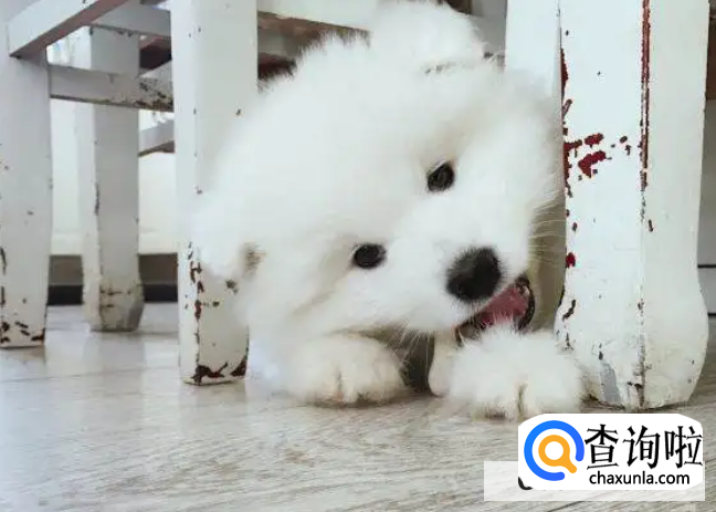 2个月的萨摩耶到新家要注意什么