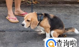 狗狗便便不成形