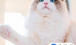 要喂布偶猫吃米饭怎么做，布偶猫每天吃多少