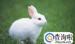 怎样健康的养幼兔