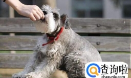 小狗吃撑，该怎么办？