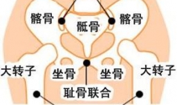 耻骨是哪里