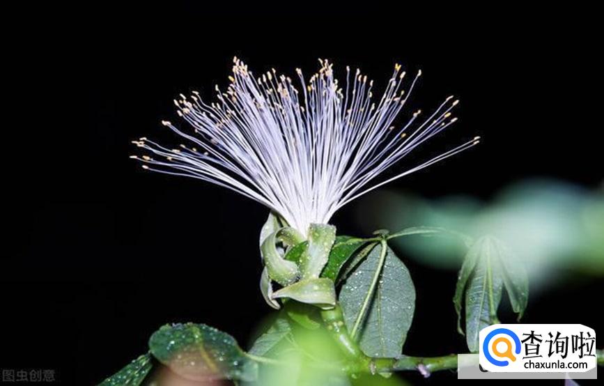 没有雄花授粉的雌花怎么处理好