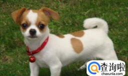 吉娃娃多大能吃干狗粮，怎么给吉娃娃挑狗粮