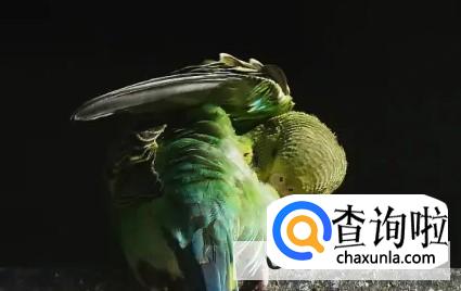 虎皮鹦鹉繁殖技巧