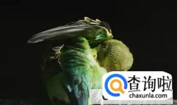 虎皮鹦鹉繁殖技巧