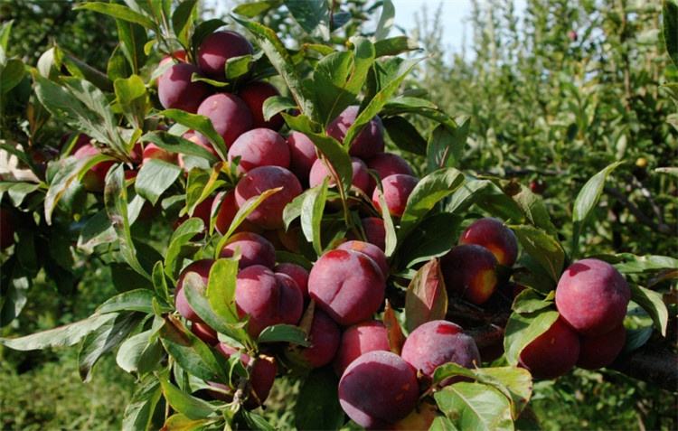 李子能做成什么食品