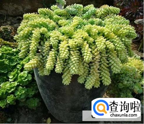 多肉玉坠怎么养才能饱满通透