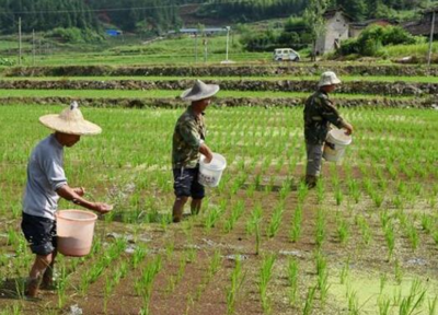 小暑农事活动有哪些