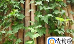 常春藤如何扦插