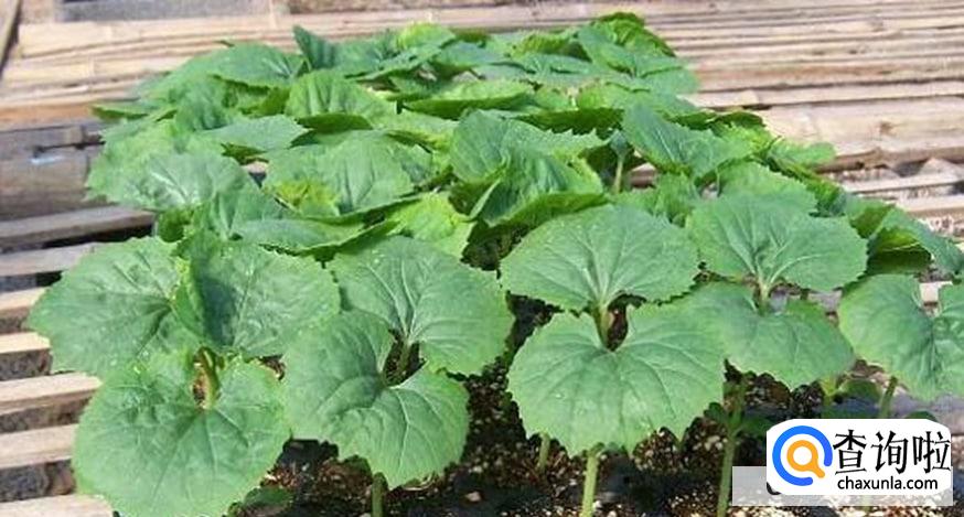 苦瓜怎么育苗发芽率比较高