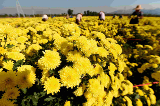 秋天开的花有哪些