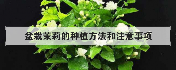 盆栽茉莉的种植方法和注意事项