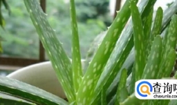 怎样用新鲜芦荟叶美容