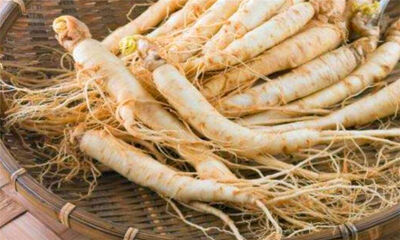 高丽参和西洋参的区别